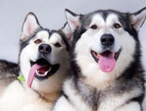 Как назвать собаку породы хаски: советы по выбору клички
