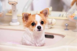 Декоративная собачка чихуахуа: правила питания, содержания, черты характера