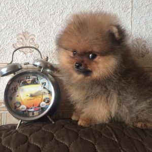 Первые симптомы наступления течки у Шпицев: периодичность и меры помощи