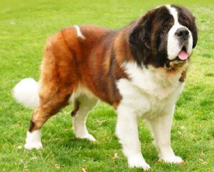 сенбернар на траве