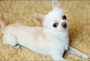 Протекание беременности у чихуахуа по дням, советы по подготовки к родам