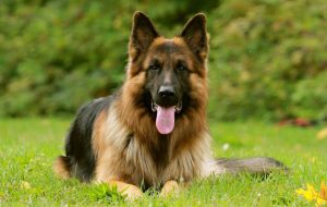 немецкая овчарка лежит