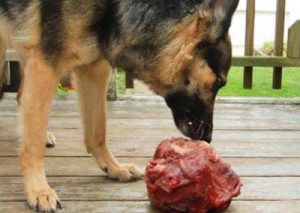 Кормление щенка немецкой овчарки на разных этапах взросления