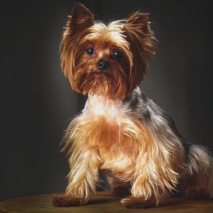 Обзор лучших модельных стрижек для Йорков девочек: цены на груминг и прически