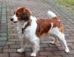 Разновидность спаниеля нидерландский коикерхондье: подружимся с питомцем