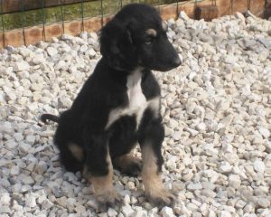 щенок афганской овчарки