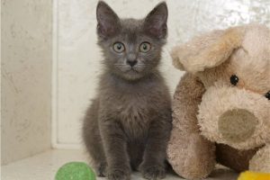 Нибелунг: что представляет собой эта редкая порода котов