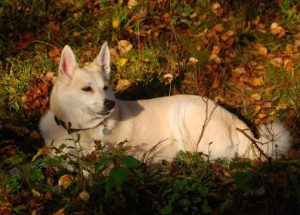 Активность и смелость: норвежский бухунд с охотничьими качествами