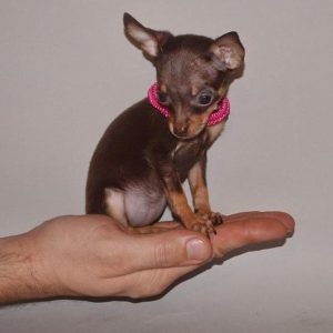 Элегантная и своевольная собачка Той терьер: характеристика породы и вес щенка