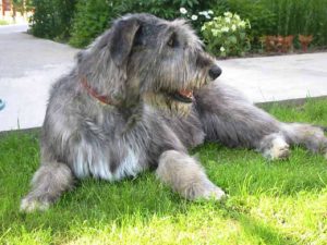 Ирландский волкодав: ищем подход к благородному гиганту