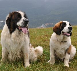 Сравнение с короткошерстными