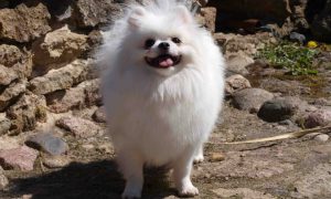 Декоративный шпиц: рекомендации по уходу за вечным ребенком