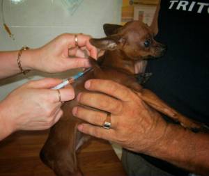 Золотые правила содержания и ухода за Той терьером чем кормить щенка и как воспитывать?