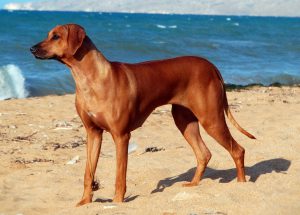 риджбек на пляже