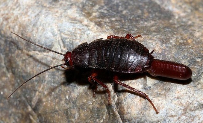 размножение таракана