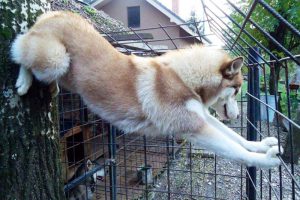 Несколько правил и рекомендаций по созданию вольера и будки для лайки