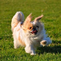 пекинес прогулки