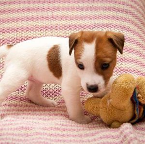 Лучшие и запоминающиеся клички для Джек Рассел терьера: как придумать имя для мальчика и девочки?