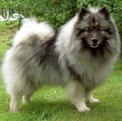 keeshond-pesс