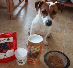 Охотничий шустрик из Британии все о Джек Рассел терьерах: сколько живут и стоят?