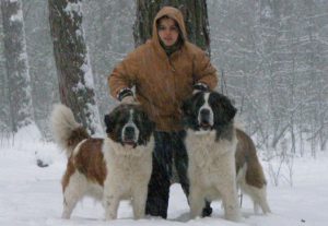 московская сторожевая