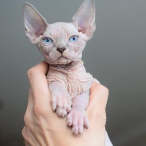 Выбираем оригинальные имена для Сфинксов мальчика и девочки: описание породы