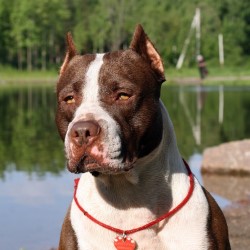 История происхождения питбуля