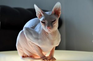 Канадские и донские сфинксы: отличительные черты с описанием породы