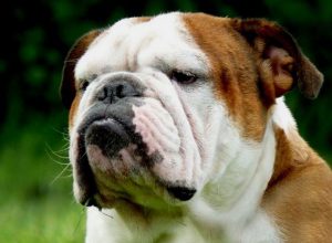Английский бульдог: описание породы, ее плюсы и минусы, характер животного