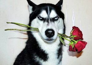 Внешние характеристики хаски: вес, рост, размеры