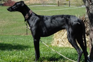 Порода испанский гальго: охотник, аристократ, надежный друг