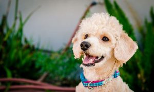 Цирковой аристократ карликовый пудель: характеристика породы