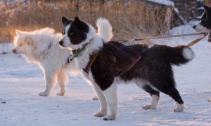 лайка в упряжке