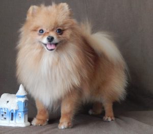 Сравнение двух самых пушистых собак Немецкий и Померанский шпиц: чем отличаются породы?