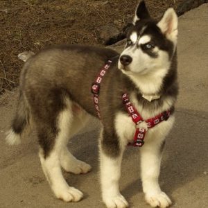 Разновидности ошейников и шлеек для хаски: как не ошибиться с выбором? Инструкция по самостоятельному пошиву