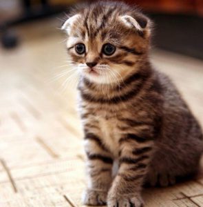 Параметры котят и взрослых кошек шотландской вислоухой породы: средний вес и рост