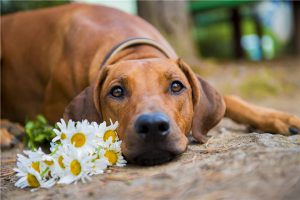 риджбек и ромашки