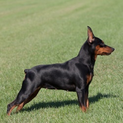 карликовый пинчер