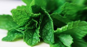 Мята от бессонницы