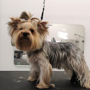 Выбираем лучшую стрижку для Йорков мальчиков: варианты и фото причесок