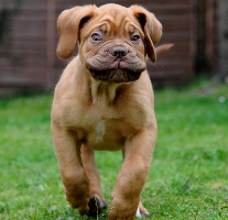 Mastiff_franz