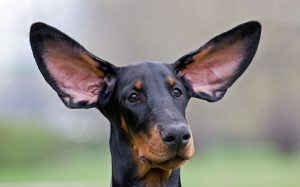 некупированные уши доберман