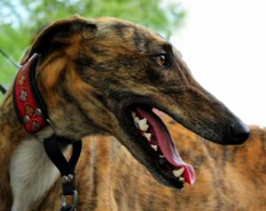 Порода испанский гальго: охотник, аристократ, надежный друг