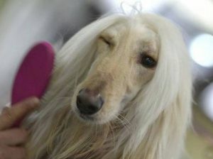 расчесывание афганской овчарки