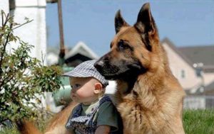 овчарка и ребенок