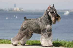 миттельшнауцер у моря