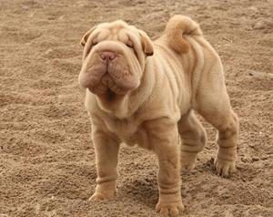 Шарпей: характеристика породы, особенности ухода за питомцем
