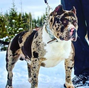 Разнообразие допустимых генетических окрасов питбуля: редкие и часто встречающиеся