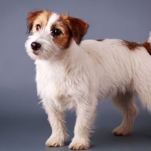 Изобретательный и умный пес Джек Рассел терьер жесткошерстный: описание и правила ухода