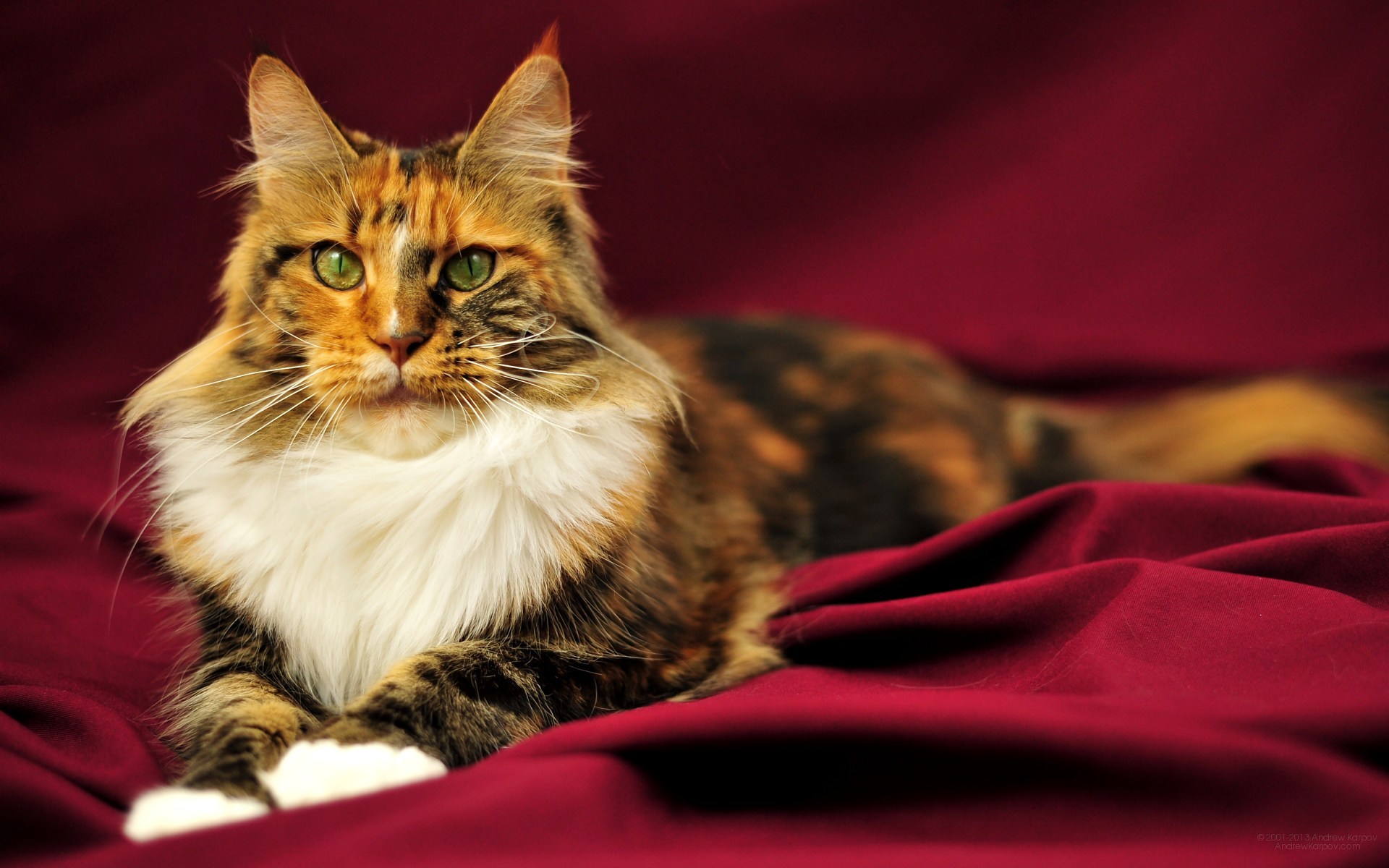 Загадочные домашние рыси мейн кун: особенности породы, характер кошек, советы по уходу